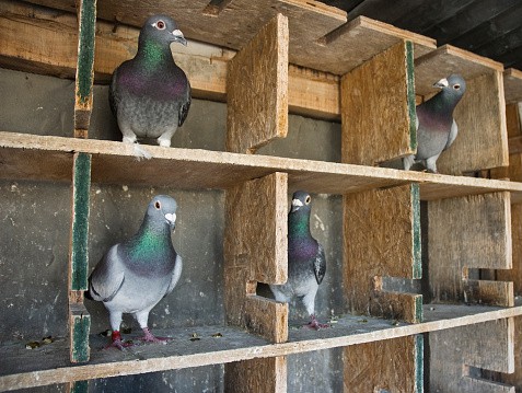 pigeons homing