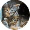 Small Haus Maine Coons Avatar